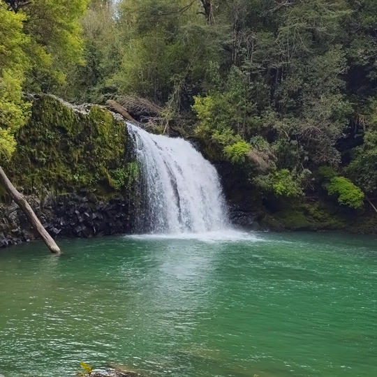 Anticura, Parque Nacional Puyehue Región de los Lagos, Chile.