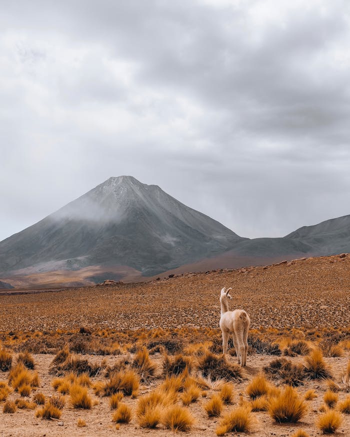 pexels photo 29287307.jpeg